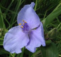 Tradescantia x andersoniana - Flower - Click to enlarge!